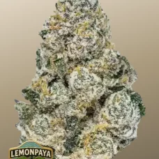 RAINBOW MELON ™